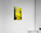 Orchid 3 NYC Acrylic Print