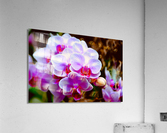 Orchid 2 NYC Acrylic Print