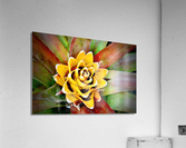 Cactus Flower NYC Acrylic Print