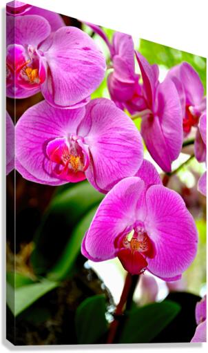 Orchid 8 NYC Canvas Print