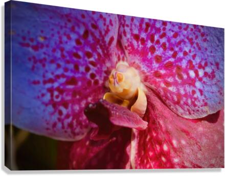 Orchid 6 NYC Canvas Print