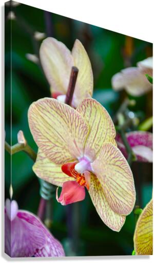 Orchid 5 NYC Canvas Print