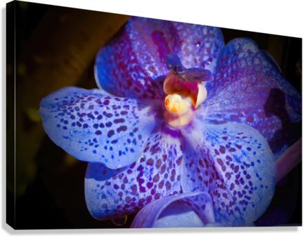 Orchid 4 NYC Canvas Print