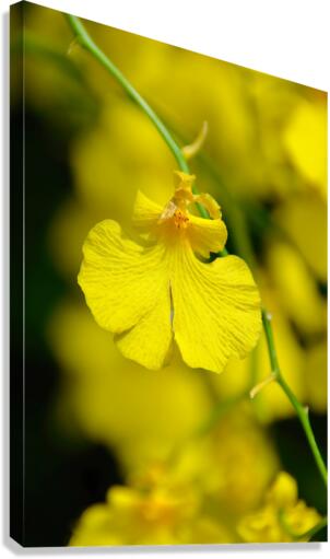 Orchid 3 NYC Canvas Print