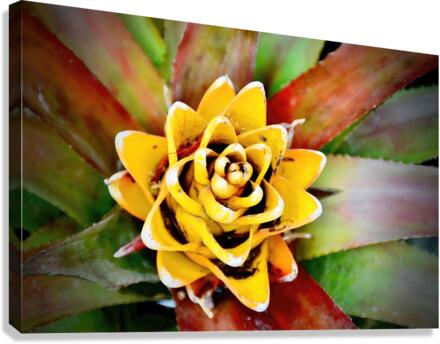 Cactus Flower NYC Canvas Print