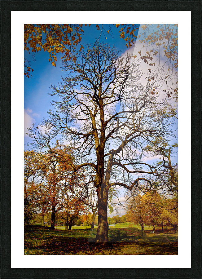 Lost Leaves NYC Picture Frame print