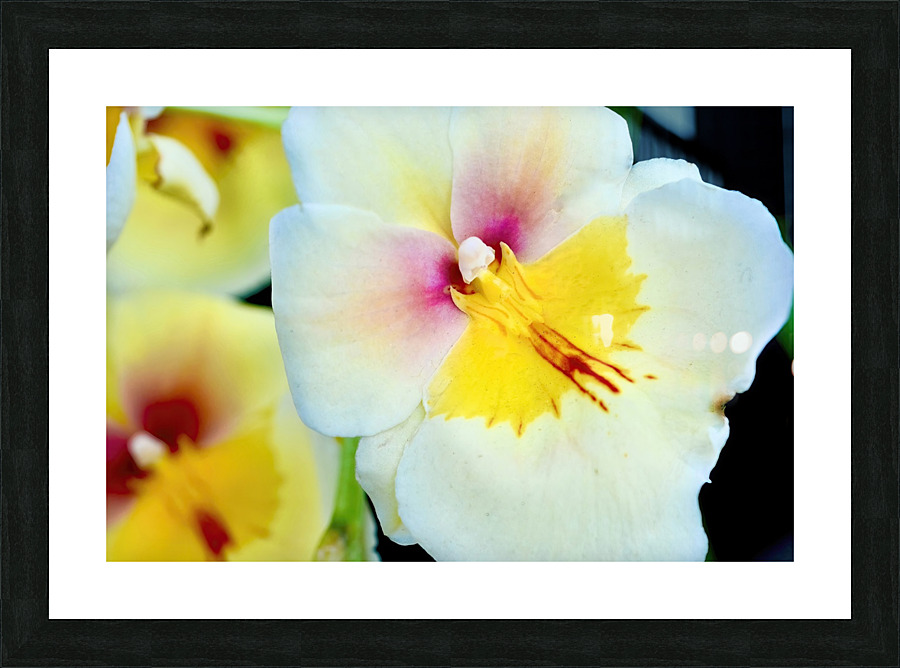 Miltonia NYC Picture Frame print