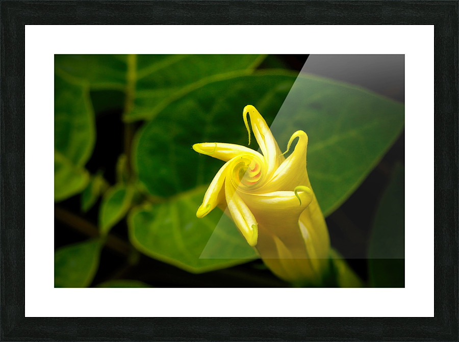 Nymphaea Ampla NYC Picture Frame print