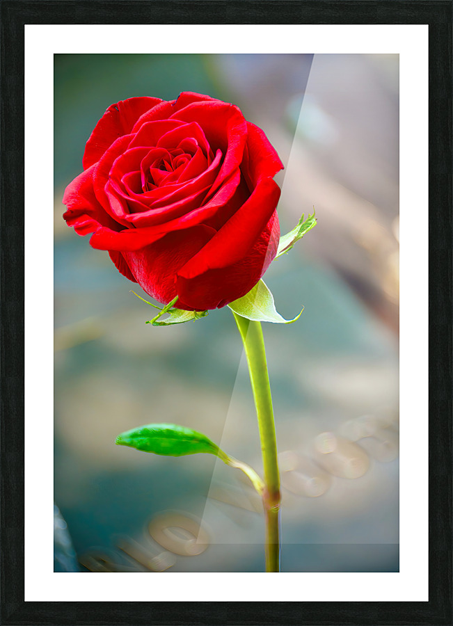 Red Rose NYC Picture Frame print