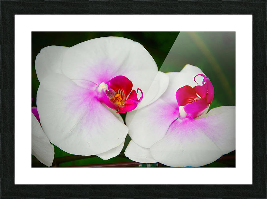 Orchid 9 NYC Picture Frame print
