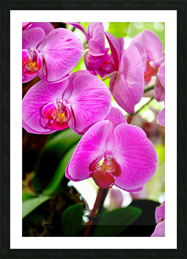 Orchid 8 NYC Picture Frame print