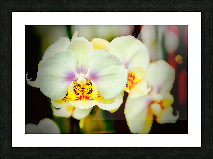 Orchid 7 NYC Picture Frame print