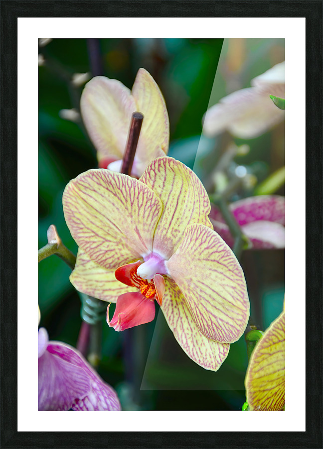 Orchid 5 NYC Picture Frame print