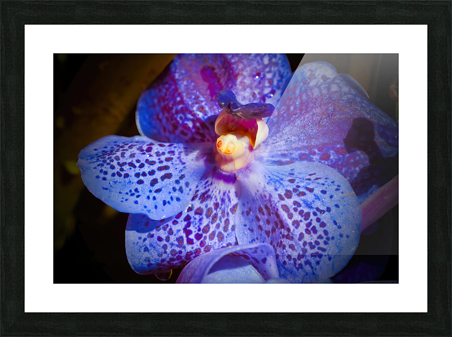 Orchid 4 NYC Picture Frame print