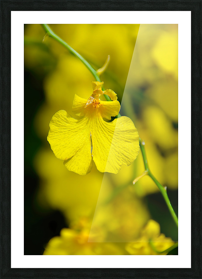 Orchid 3 NYC Picture Frame print