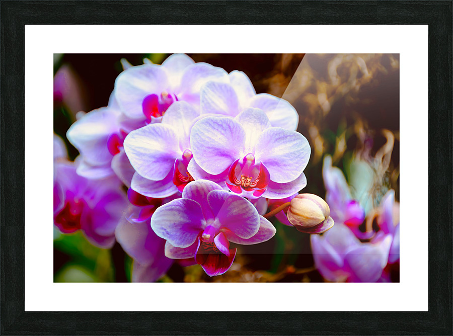 Orchid 2 NYC Picture Frame print