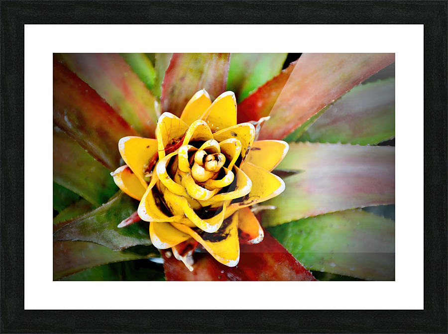 Cactus Flower NYC Picture Frame print
