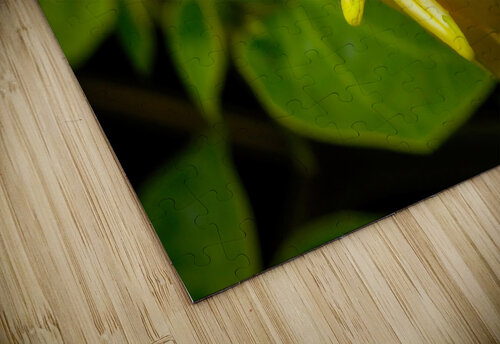 Nymphaea Ampla NYC Fred J Bivetto puzzle