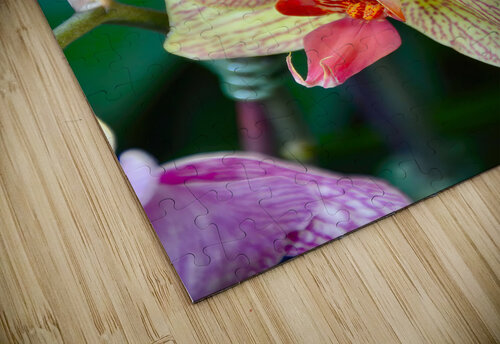 Orchid 5 NYC Fred J Bivetto puzzle