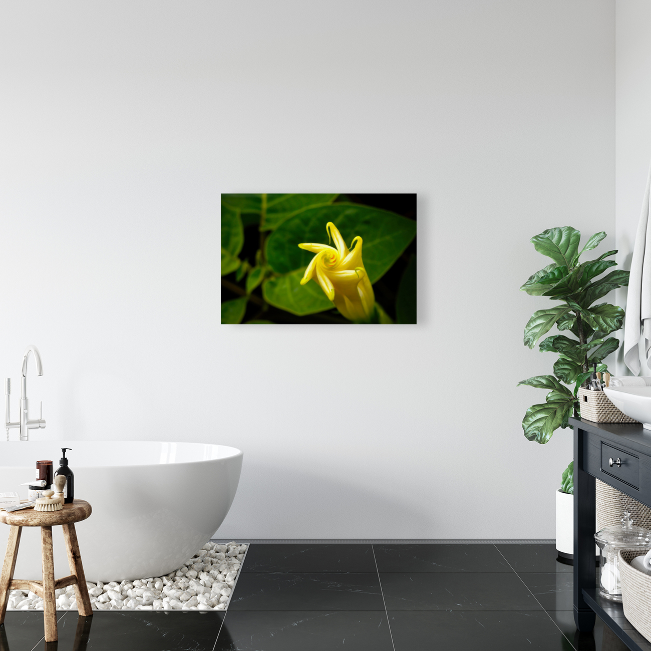 Nymphaea Ampla NYC Reproduction