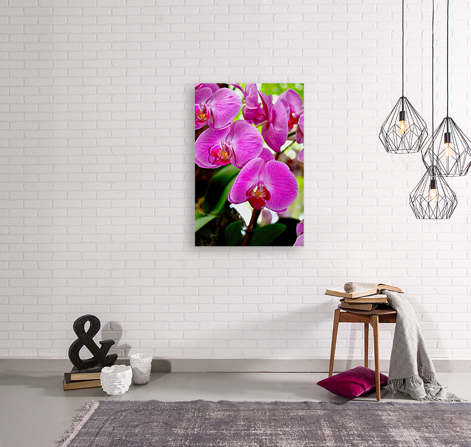 Orchid 8 NYC Reproduction