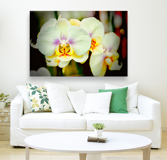 Orchid 7 NYC Reproduction