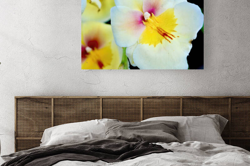 Miltonia NYC by Fred J Bivetto