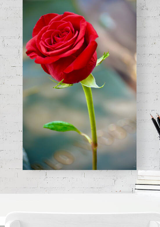 Red Rose NYC Reproduction