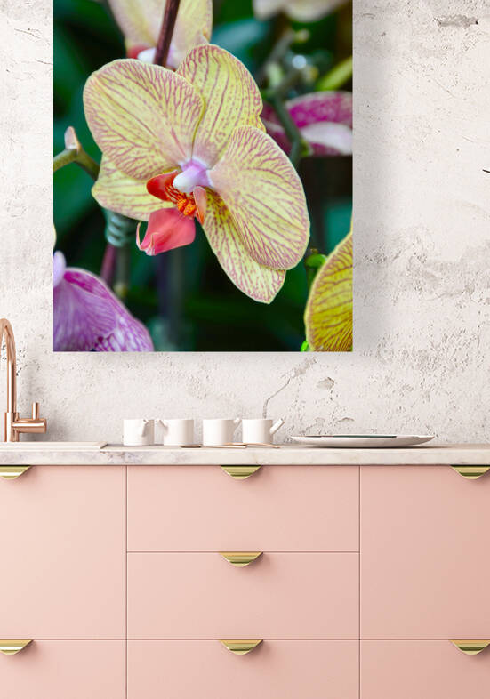 Orchid 5 NYC Reproduction