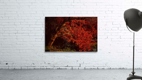 Maple Red NYC Wall Preview