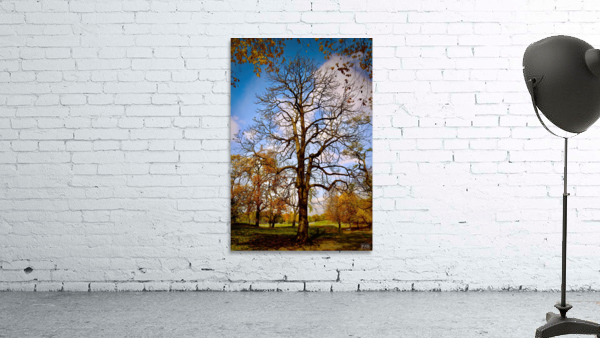 Lost Leaves NYC Wall Preview