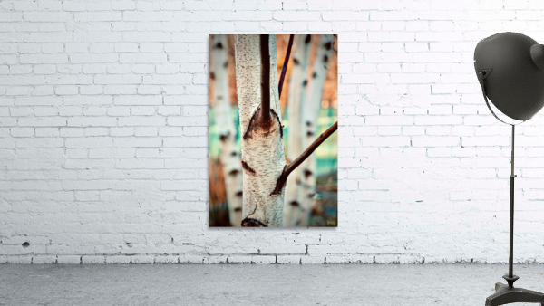 White Birch NYC Wall Preview