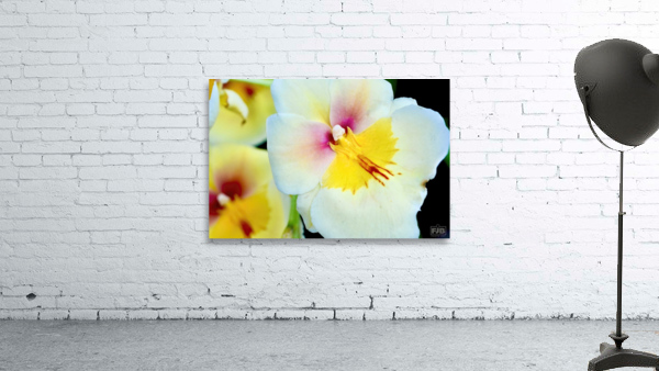 Miltonia NYC Wall Preview