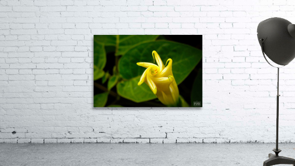 Nymphaea Ampla NYC Wall Preview