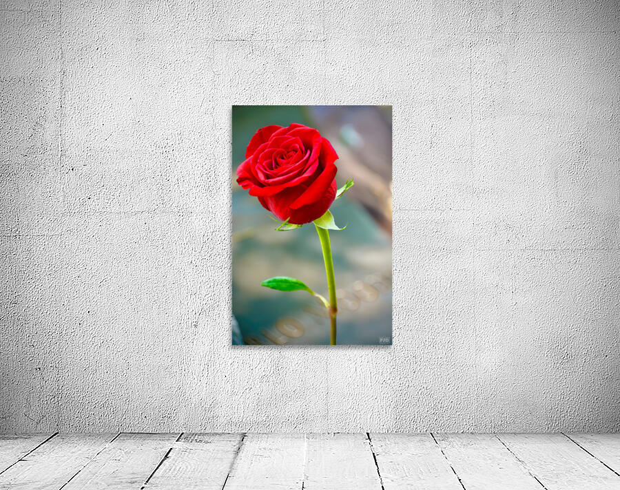 Red Rose NYC Wall Preview