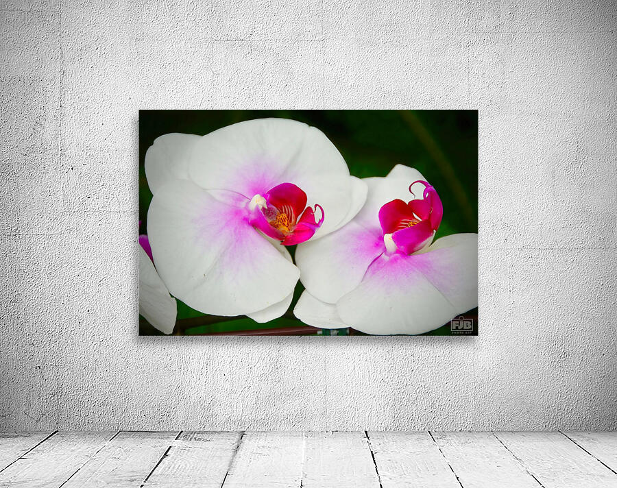 Orchid 9 NYC Wall Preview