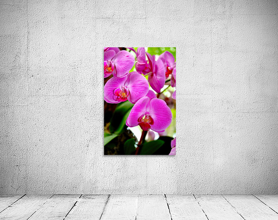 Orchid 8 NYC Wall Preview