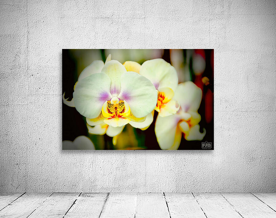 Orchid 7 NYC Wall Preview