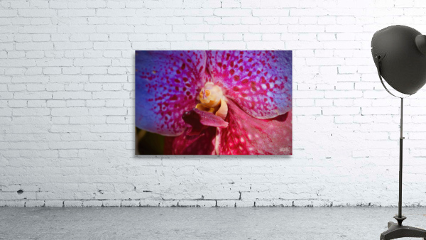 Orchid 6 NYC Wall Preview