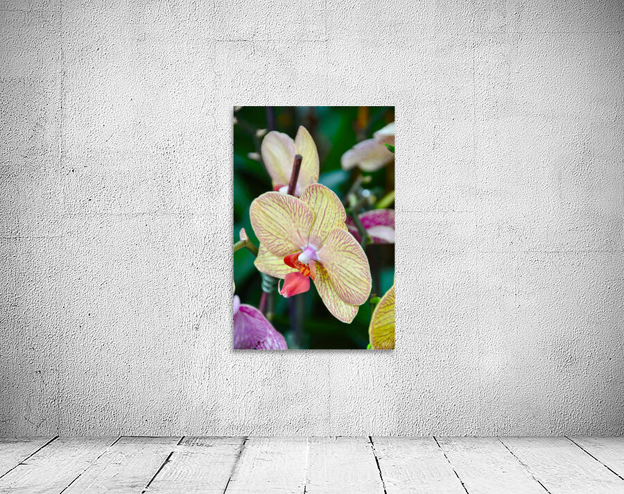 Orchid 5 NYC Wall Preview