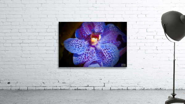 Orchid 4 NYC Wall Preview