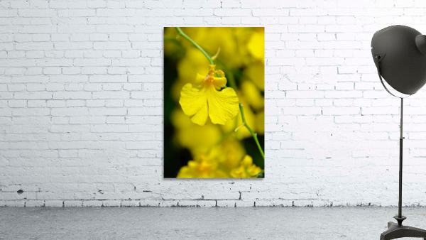 Orchid 3 NYC Wall Preview