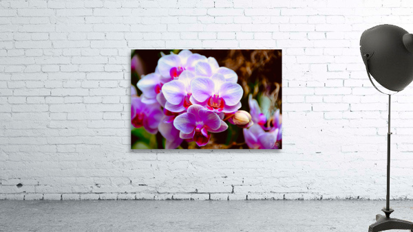Orchid 2 NYC Wall Preview