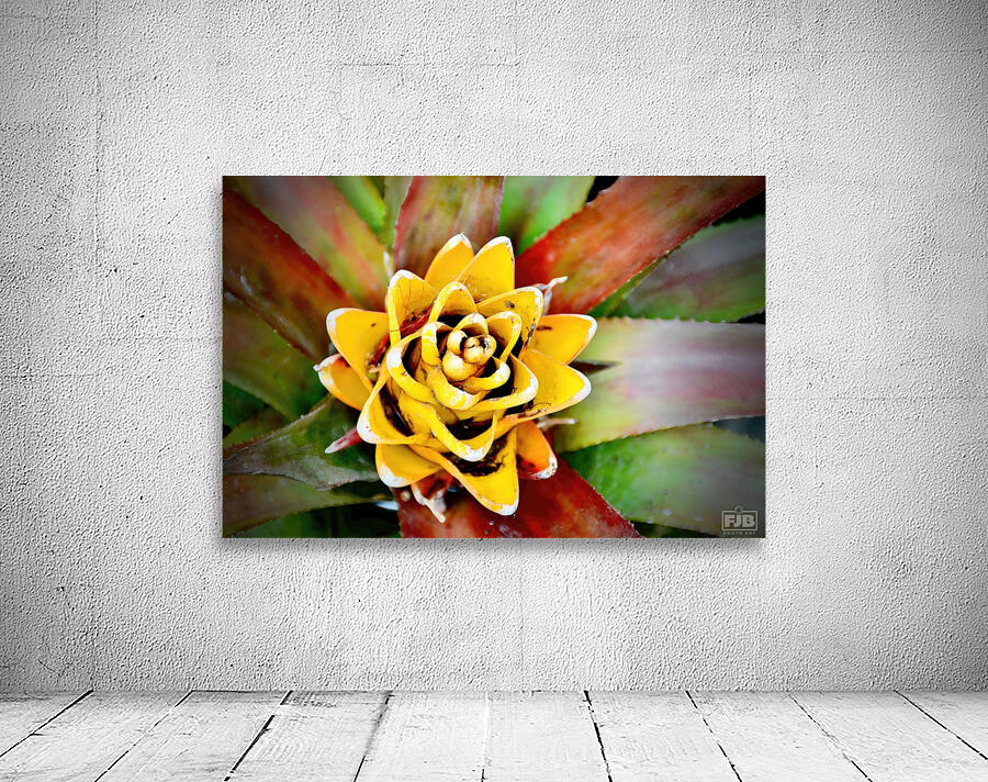 Cactus Flower NYC Wall Preview