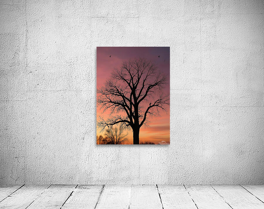 Silhouetted Serenity - Tree at Sunset Wall Preview