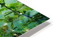 Rainforest Reverie HD Metal print