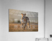 Tough Love Acrylic Print