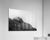 Arctic Dreams Acrylic Print