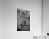 Noble Pause B&W Acrylic Print