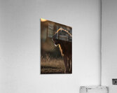Silent Authority Acrylic Print